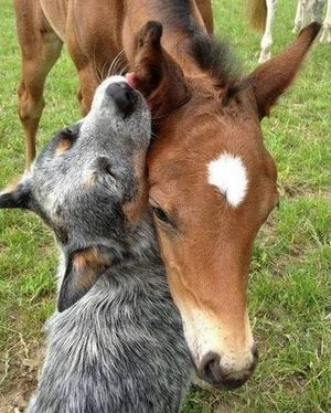 Image post by @snaffle_it on Instagram