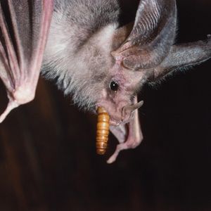 Image post by @animalplanet on Instagram