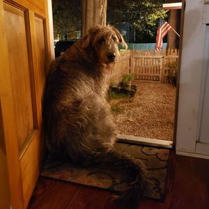 Image post by @thesavannahwolfhound on Instagram
