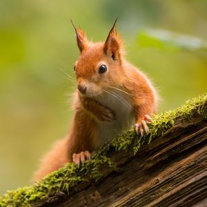 Image post by @animalplanet on Instagram
