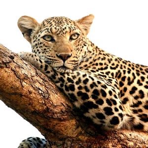 Image post by @chiawasafaris on Instagram