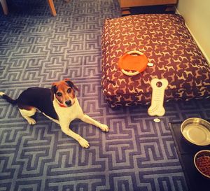 Image post by @laraleatrump on Instagram