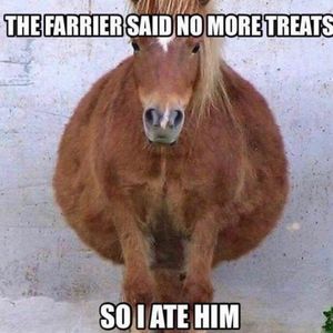 Image post by @equineidsolutions on Instagram