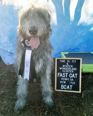 Image post by @thesavannahwolfhound on Instagram