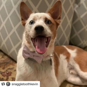 Image post by @laraleatrump on Instagram