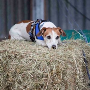Image post by @snaffle_it on Instagram