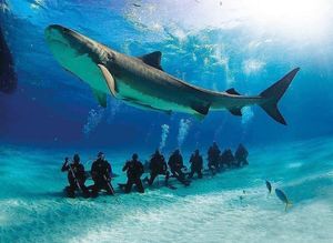Image post by @discovery on Instagram