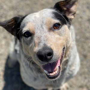 Image post by @whitmanpets on Instagram