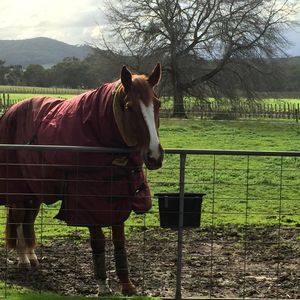 Image post by @snaffle_it on Instagram