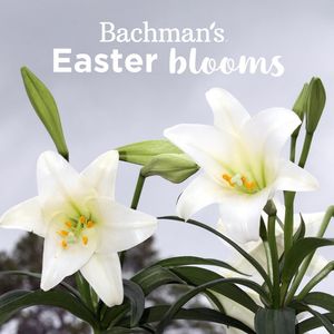 Image post by @shopbachmans on Instagram