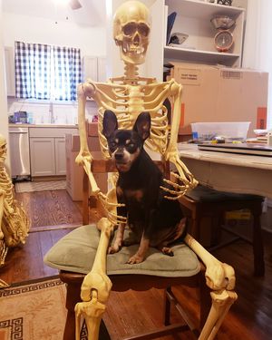 Image post by @thesavannahwolfhound on Instagram