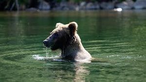 Video post by @Kenai Riverside Resort on YouTube