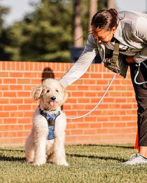 Image post by @gocamels on Instagram