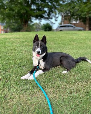 Image post by @tux_the_blue_pomsky on Instagram