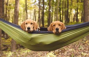 Image post by @evolvepetfood on Instagram
