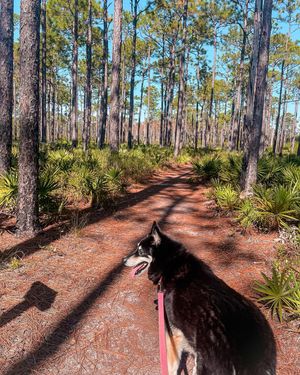 Image post by @southwalton on Instagram