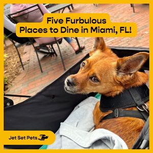 Image post by @jetsetpets on Instagram
