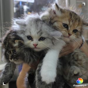 Image post by @animalplanet on Instagram