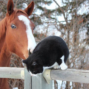 Image post by @thebloodhorse on Instagram