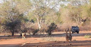 Image post by @chiawasafaris on Instagram