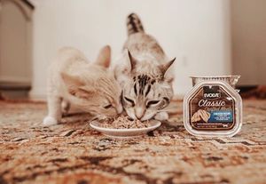 Image post by @evolvepetfood on Instagram