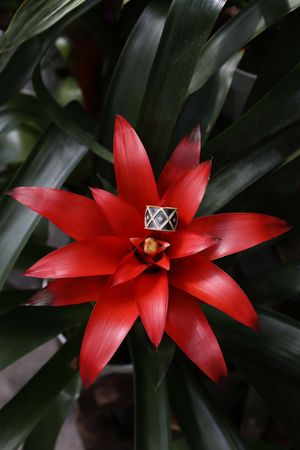 Image post by @rogersgardens on Instagram