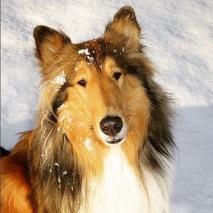 Image post by @animalplanet on Instagram