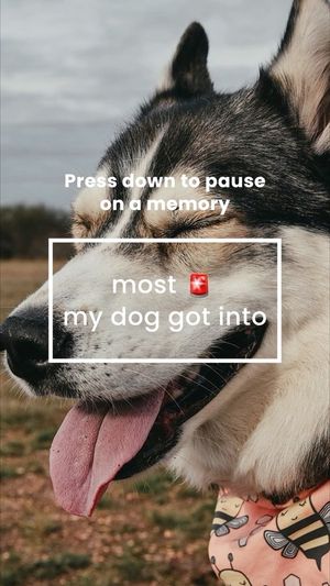 Video post by @bluebuffalo on Instagram