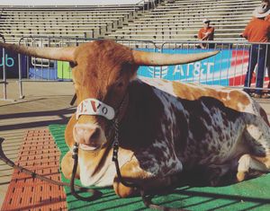 Image post by @longhornnetwork on Instagram