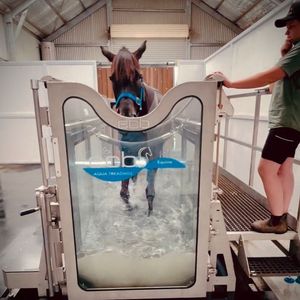 Image post by @gundyparkequine on Instagram
