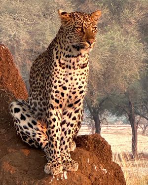 Image post by @chiawasafaris on Instagram