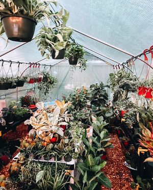 Image post by @thegreenhousejax on Instagram