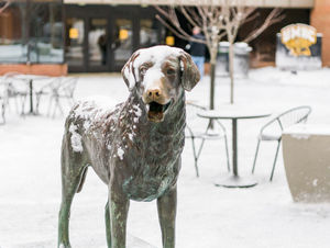 Image post by @umbclife on Instagram
