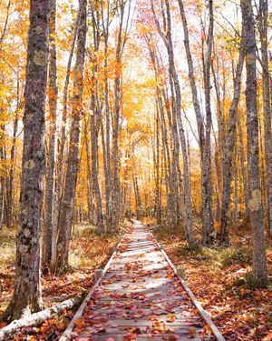 Image post by @themainemag on Instagram