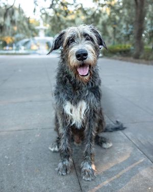 Image post by @thesavannahwolfhound on Instagram