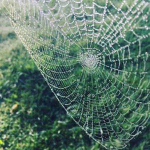 Image post by @snaffle_it on Instagram