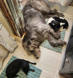 Image post by @thesavannahwolfhound on Instagram