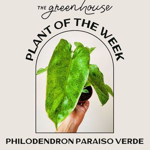 Image post by @thegreenhousejax on Instagram