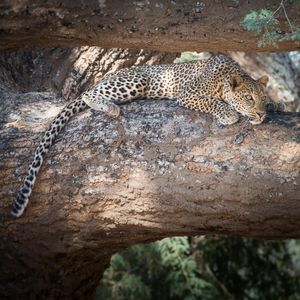 Image post by @chiawasafaris on Instagram