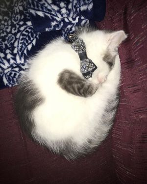 Image post by @kowalskikitties on Instagram