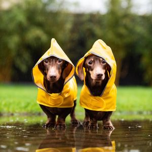 Image post by @animalplanet on Instagram