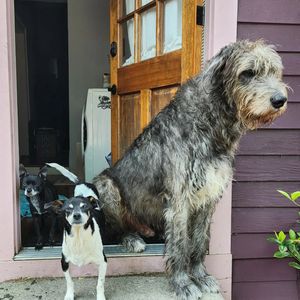 Image post by @thesavannahwolfhound on Instagram