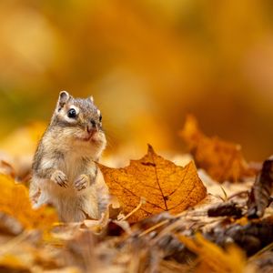 Image post by @animalplanet on Instagram