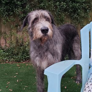 Image post by @thesavannahwolfhound on Instagram