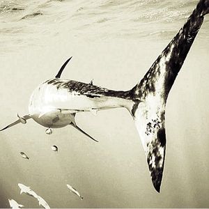 Image post by @discovery on Instagram