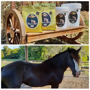 Image post by @equine_passion_online on Instagram