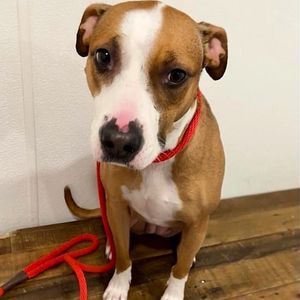 Image post by @spokhumanesoc on Instagram