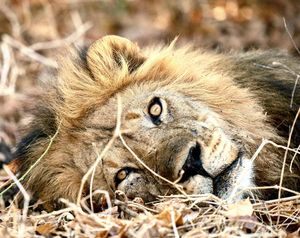 Image post by @chiawasafaris on Instagram