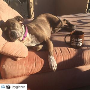 Image post by @animalplanet on Instagram