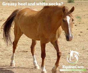 Image post by @equinecareprobiotic on Instagram